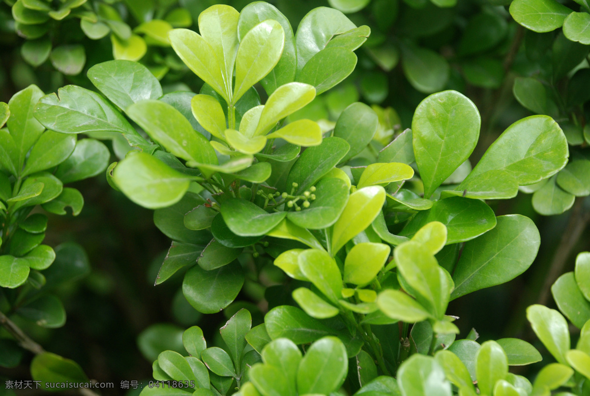米兰 米兰花 常绿 灌木 小乔木 生物世界 树木树叶
