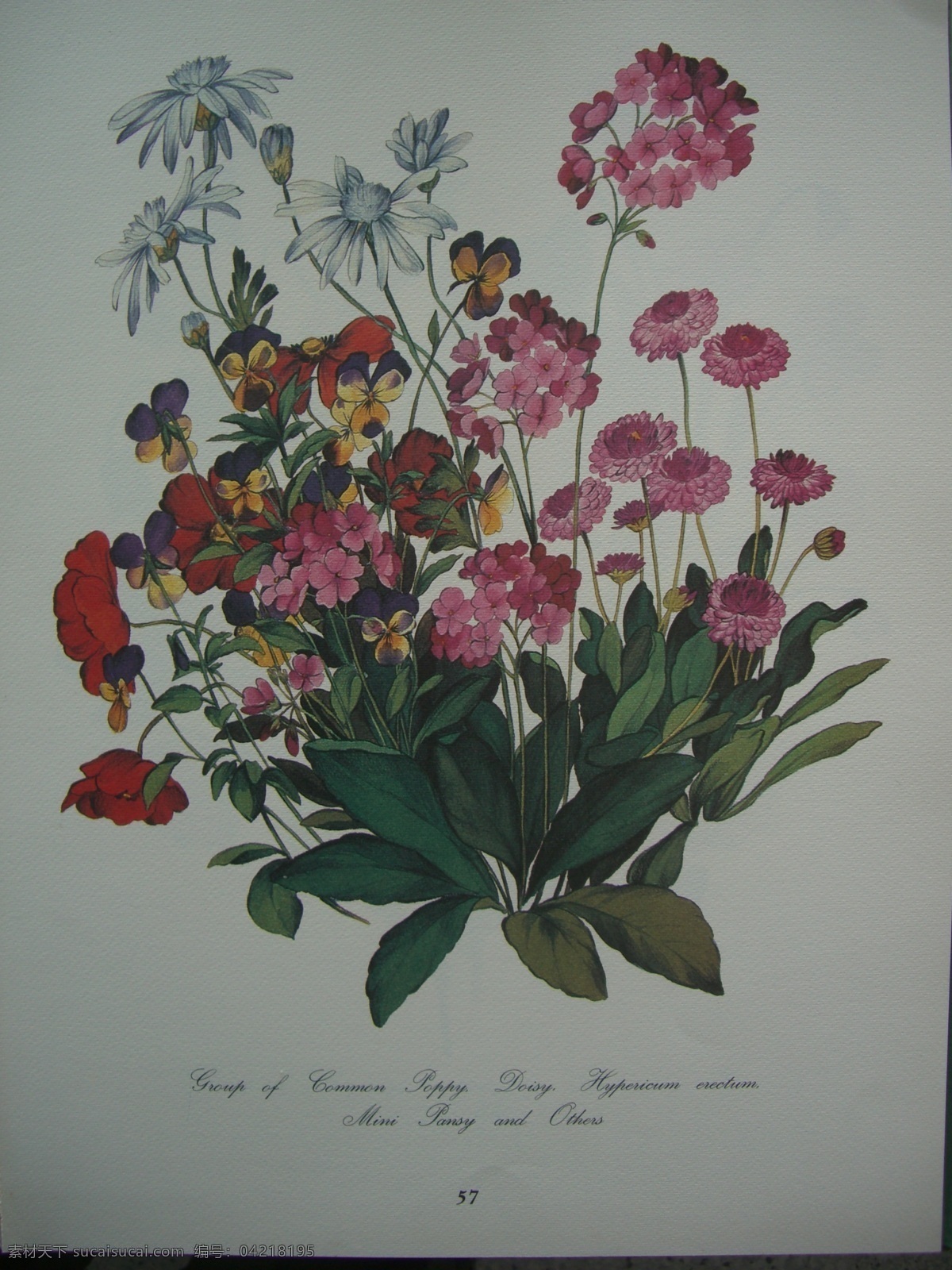 绣球花 手绘 写实 水彩 花卉 手绘花卉 绘画书法 文化艺术