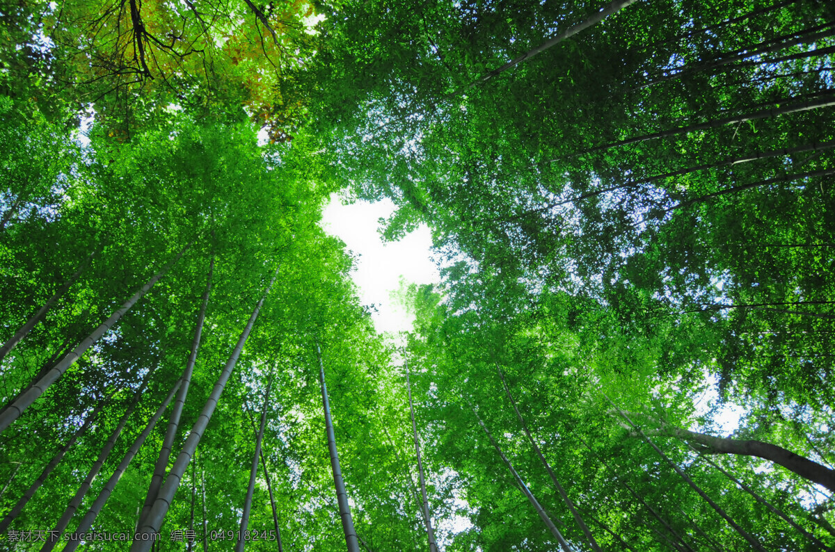 美丽树林风景 树木风景 春天风景 景色 自然美景 自然风景 自然景观 绿色