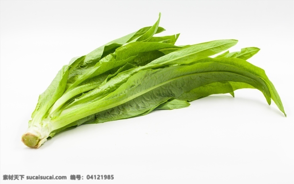 油麦菜 莜麦菜 食物 食材 餐饮美食 食物原料 食物原料01
