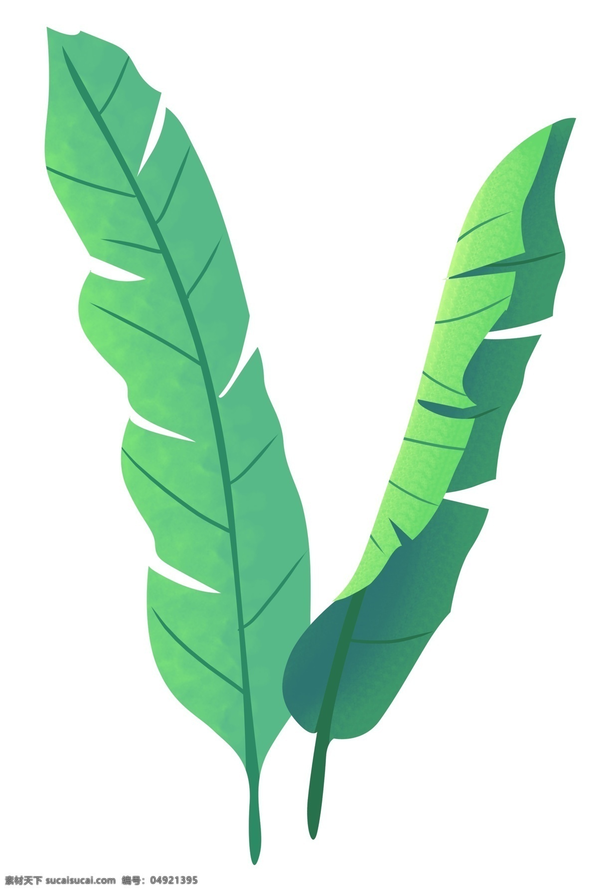 绿色 长条形 叶子 绿叶 热带植物