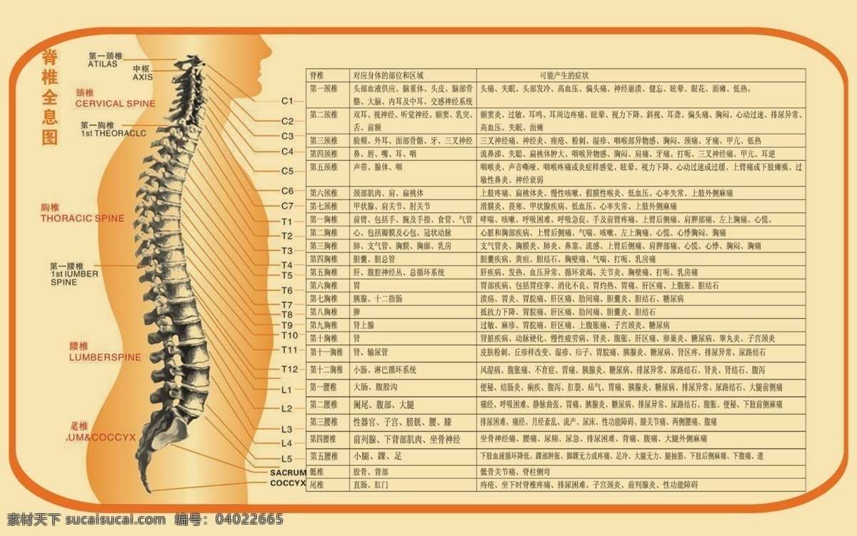 人体 脊椎 穴位 图 对应 脏器 疗效 人体穴位 人体脊椎 脊椎穴位治疗 穴位疗效图 穴位按摩疗效 脊椎名称图 穴位名称图 单页