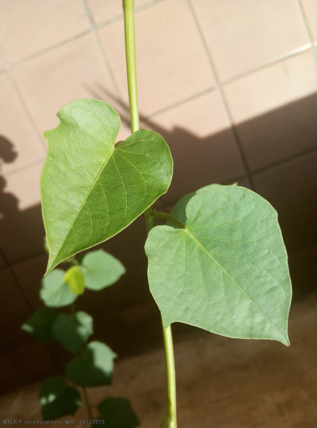 藤 叶 番薯叶 心型 植物 绿色 随拍 生物世界 花草