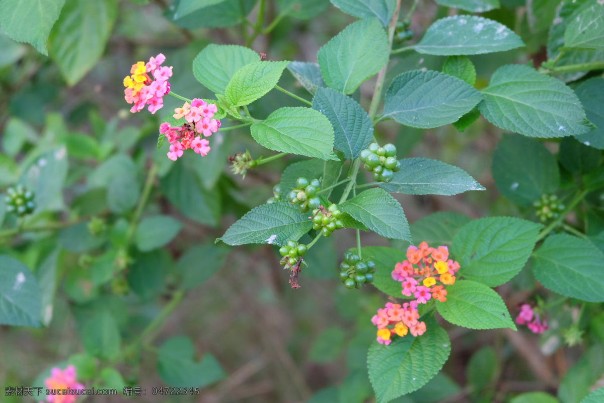 花 花卉 鲜花 花朵 绿叶 植物 花蕊 红色 五色梅 山大丹 马缨丹 洋梅花 珊瑚球 野花 小野花 双色花 观赏花卉 观赏植物 大红绣球 如意草 花瓣 花团锦簇 彩色花 微距 小绣球花 路边野花 热带植物 花卉素材 植物素材 特写 花卉特写 花草特写 鲜花盛开 绽放 臭金凤 小花 花朵特写 马鞭草科 生物世界 花草