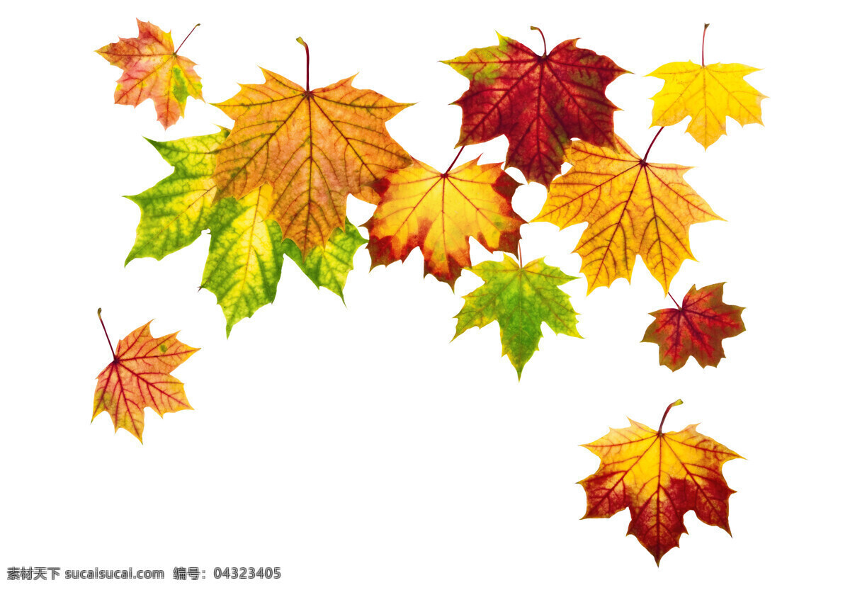 秋天 落叶 梧桐叶 秋天树叶 黄叶 叶子 树叶摄影 红叶 花草树木 生物世界