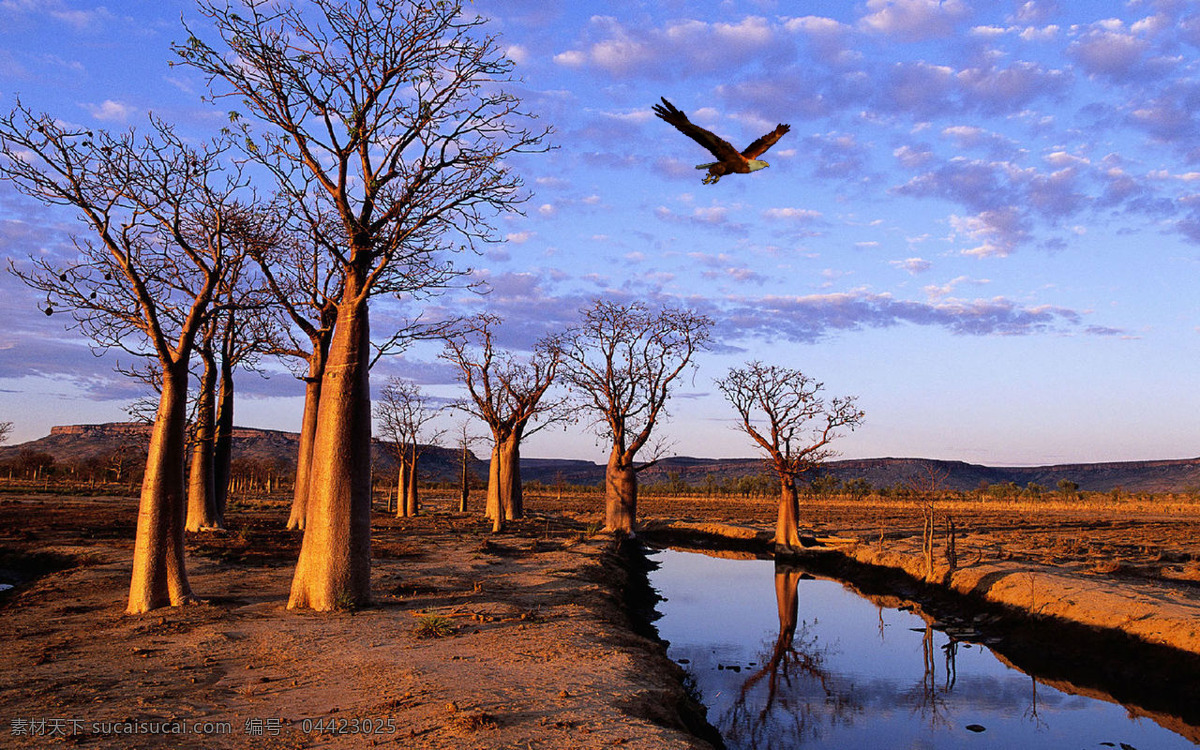 原野上空的鹰 蓝天 白云 树木 小河 高清壁纸 自然景观 自然风光