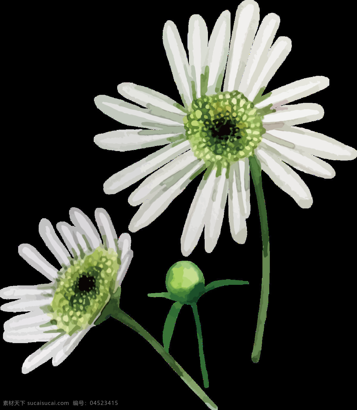 素雅 浅色 手绘 菊花 装饰 元素 白色花朵 白色菊花 花朵 植物 装饰元素