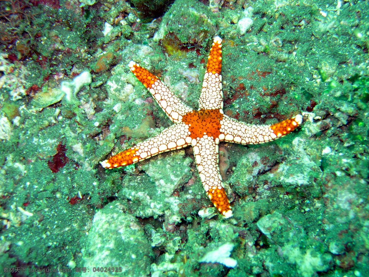 漂亮 海星 漂亮的海星 五彩海星 美丽的海星 水产 海产 生物世界 海洋生物