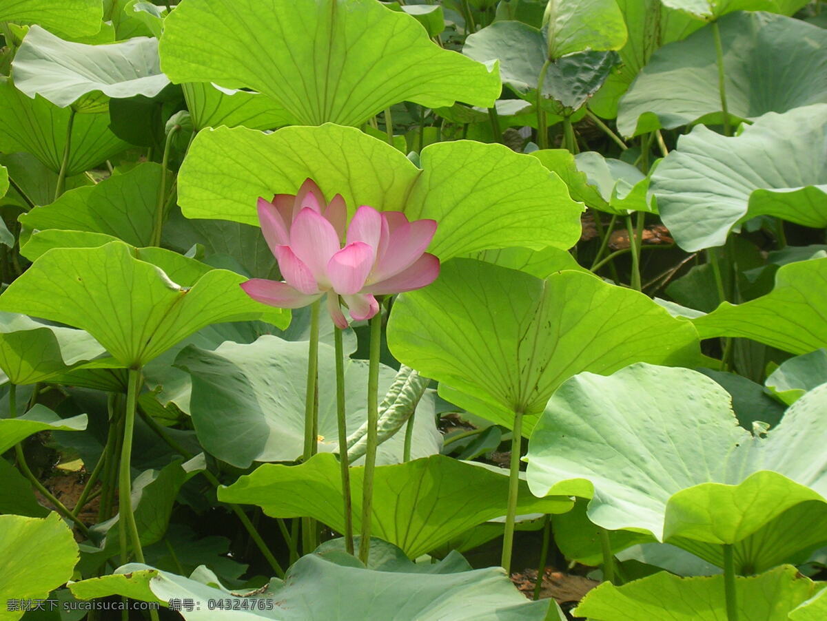 高清 荷塘 花朵 植物 河流 荷花 莲花