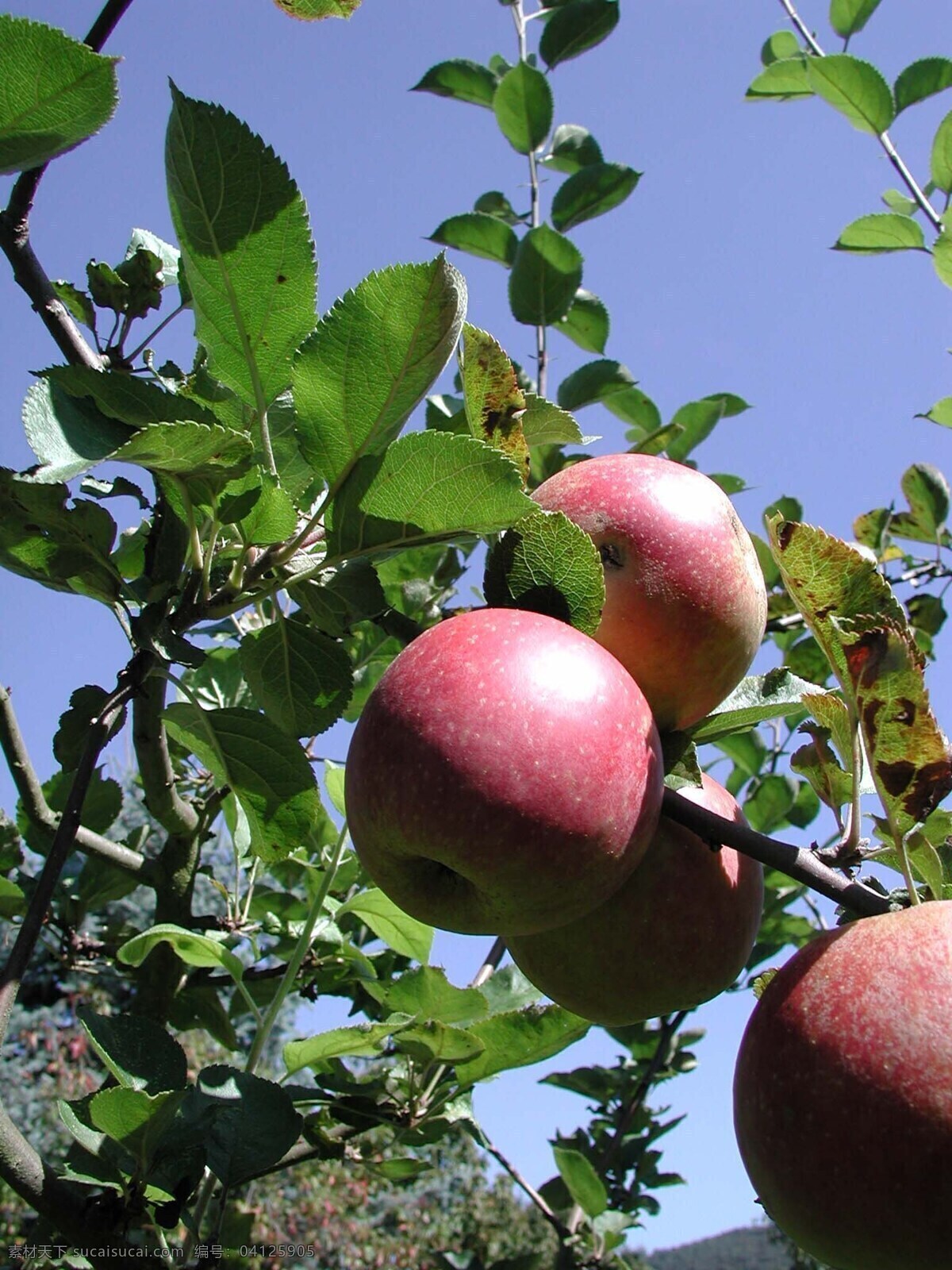 苹果 粉苹果 苹果照片 苹果照片素材 散落的苹果 新鲜苹果 水果 新鲜水果 小苹果 苹果树 苹果数字 红苹果 树叶 生物世界