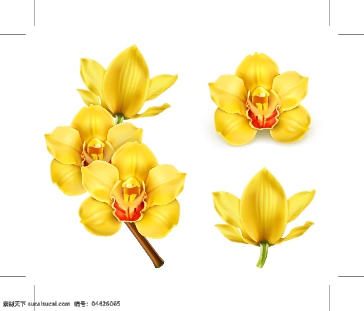 黄色 蝴蝶兰 矢量 花 单朵 单支 一束 白色
