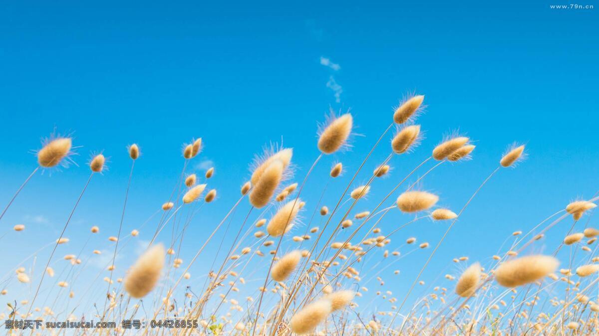 麦子 芦苇 天空 小 清新 背景 小清新 蓝天 背景素材 自然景观 自然风光