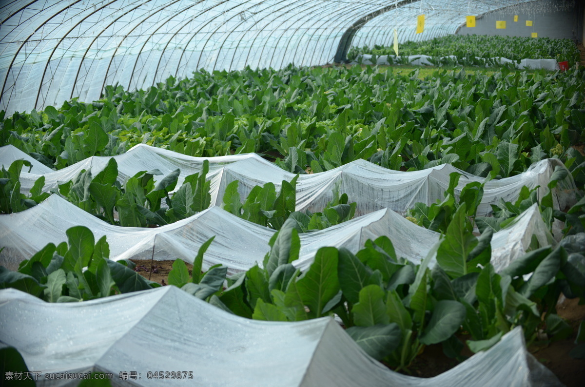 蔬菜大棚 农用大棚 塑料大棚 现代农业 绿色蔬菜 农业种植 农作物蔬菜 生物世界 蔬菜