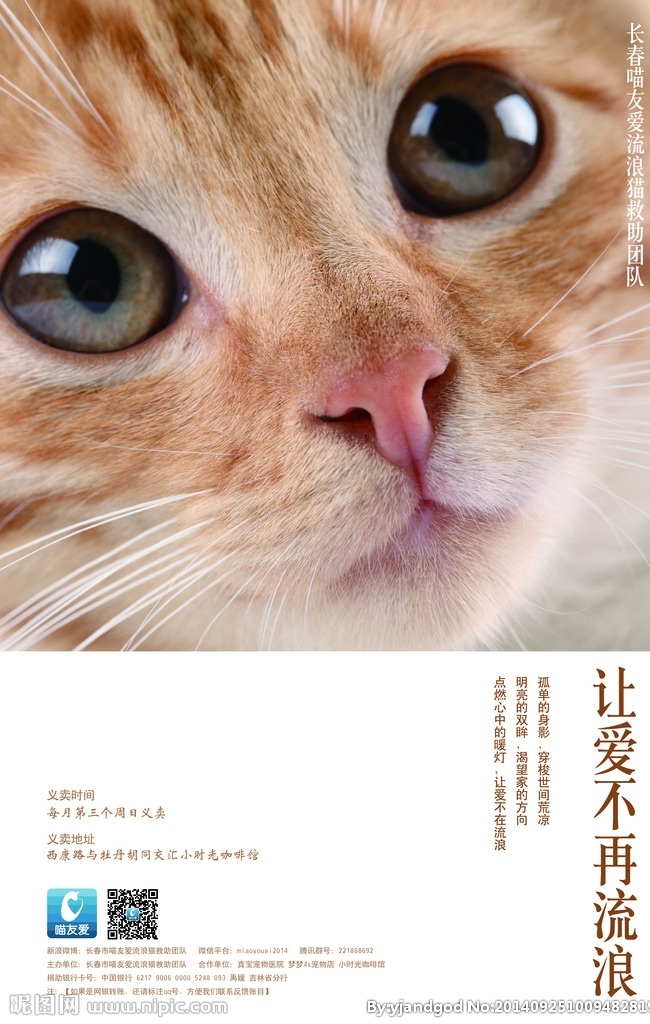 流浪猫海报 猫 海报 源文件 ps