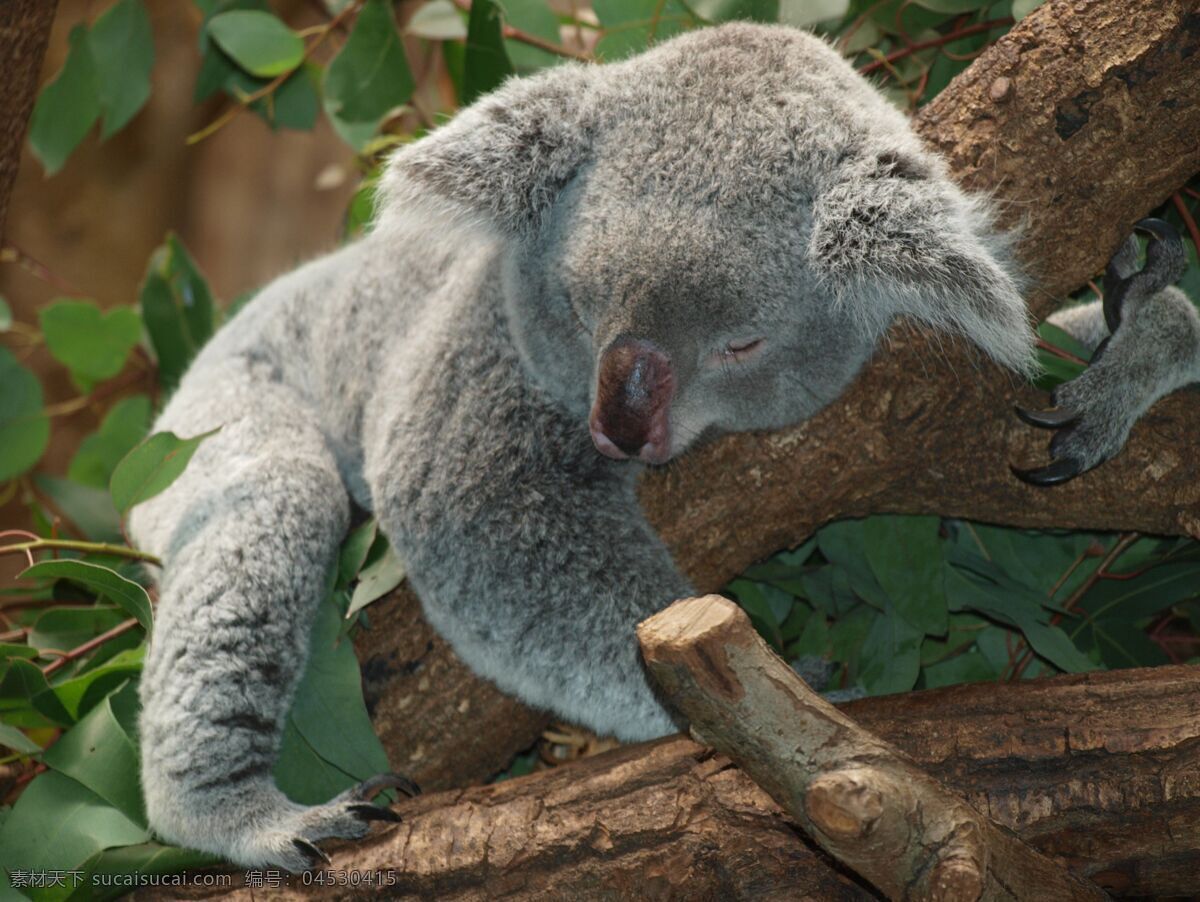 考拉 动物 可爱 树叉 树熊 树袋熊 澳洲考拉 小树熊 稀有动物 生物世界 野生动物