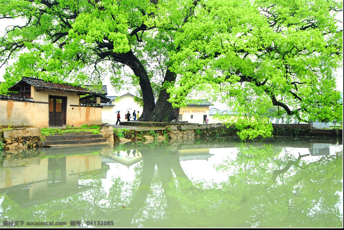 樟树图 百年香樟 风景图 池塘图 旅游摄影 国内旅游