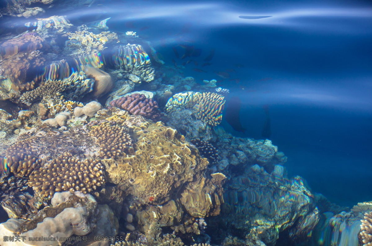 海底 里 珊瑚礁 海底世界 珊瑚 海洋生物 海水 美丽风景 美丽景色 美景 风景摄影 大海图片 风景图片