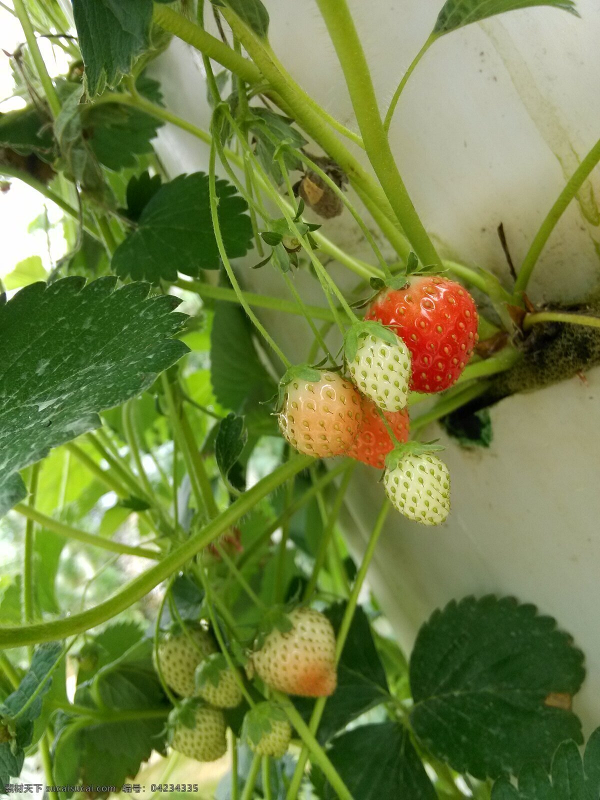 草莓 无土栽培 小草莓 白草莓 生态农业 水果 生物世界