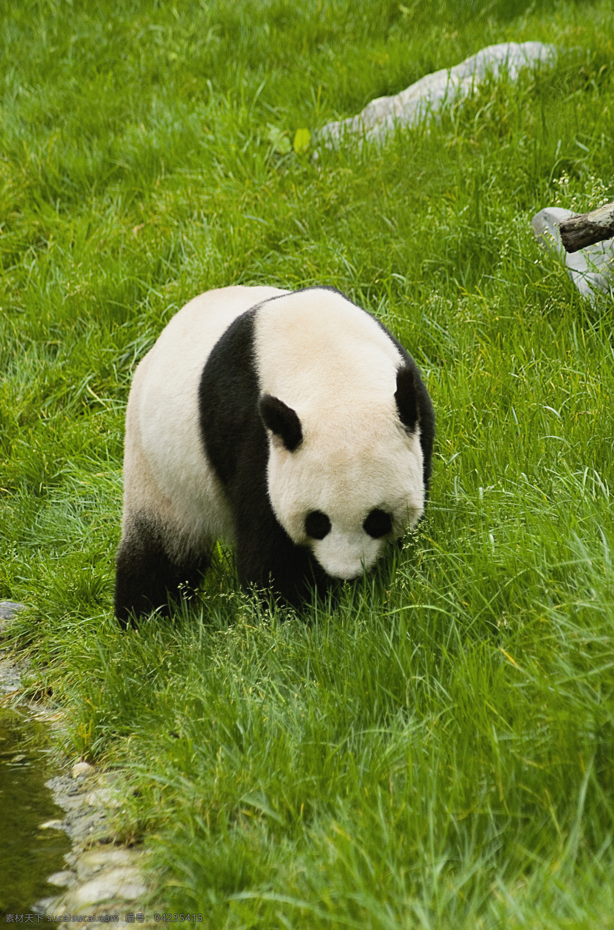 唯美 可爱 动物 野生 大熊猫 熊猫 可爱大熊猫 国宝大熊猫 生物世界 野生动物
