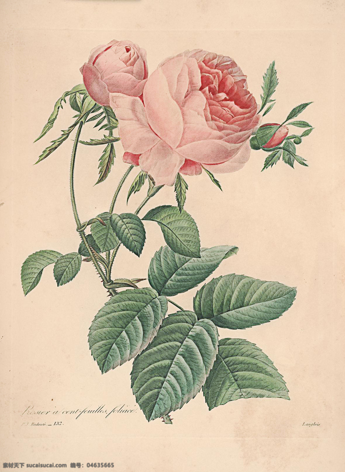 玫瑰圣经 玫瑰 绘画书法 文化艺术