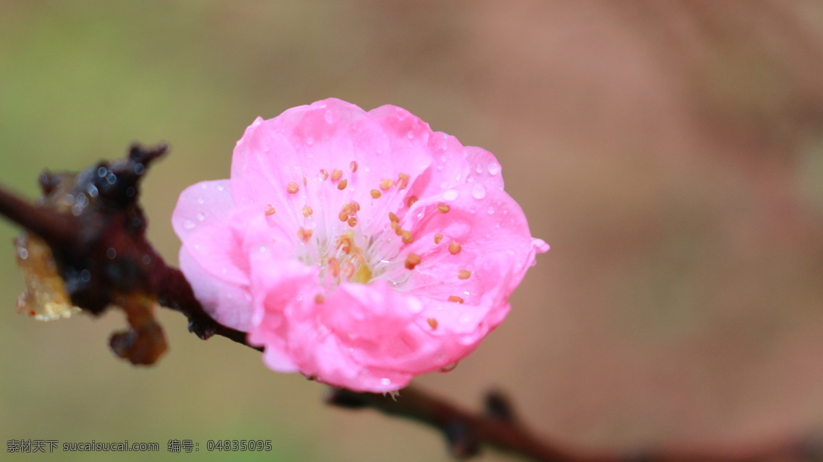 雨中的桃花 桃花 植物 桃红 春天 开花 生物 桃花园 花朵 花草 花瓣 生物世界