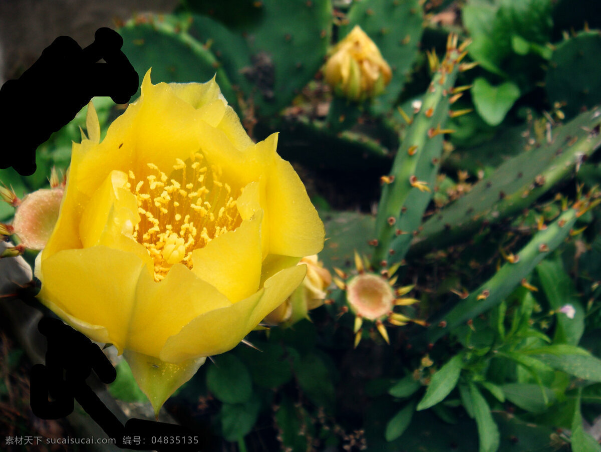 仙人掌花 黄花 黄色 花心 花蕾 花刺 绿叶 绿草 花草 生物世界