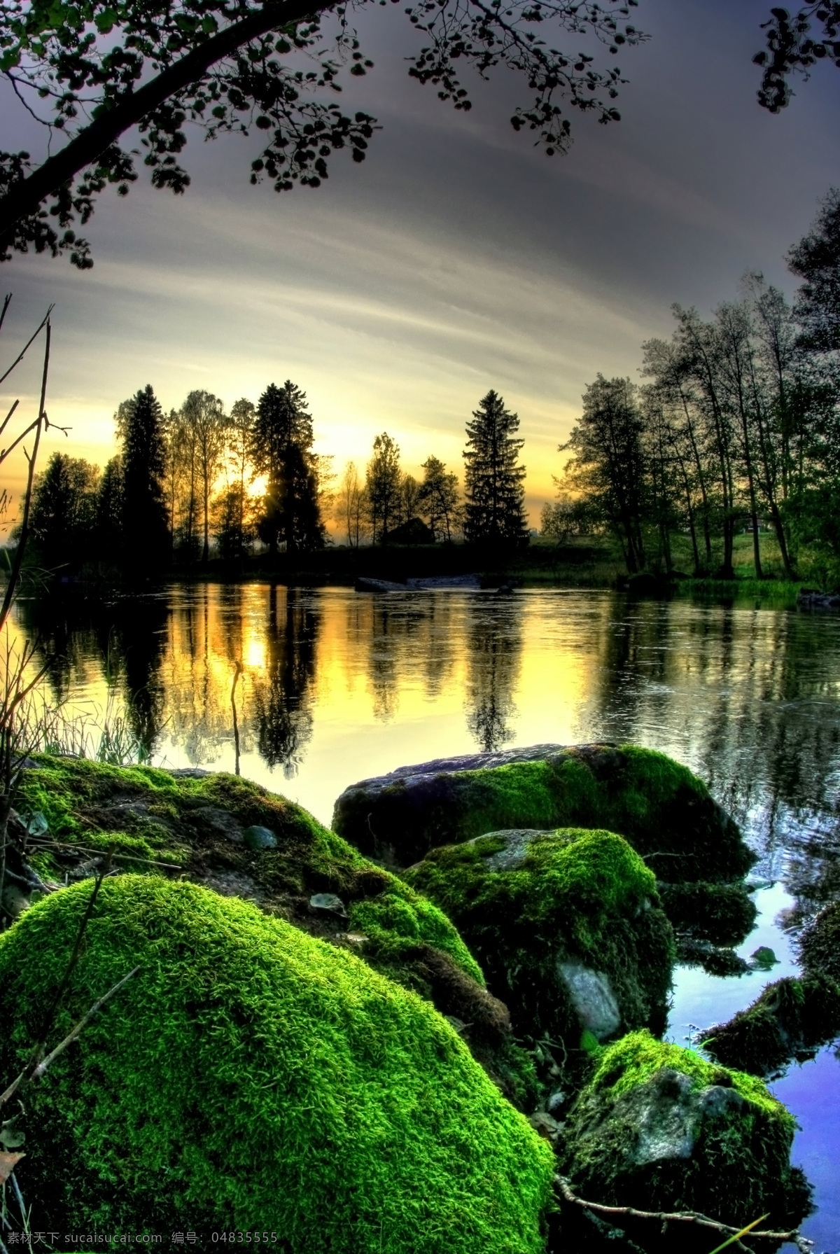 湖水 岸边 日落 风景 苔藓 树林 自然风景 自然景观