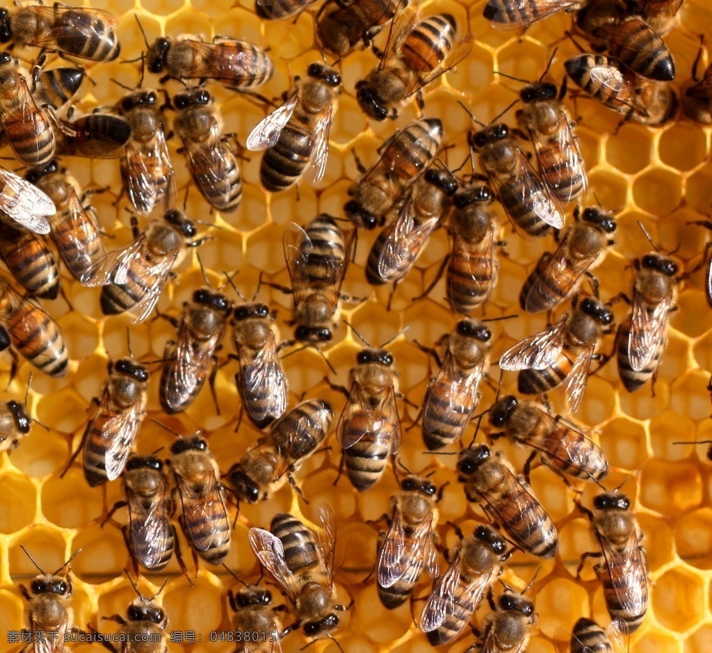 蜂巢蜜蜂 唯美 昆虫 益虫 蜂巢 蜂窝 蜜蜂 筑巢 蜂房 生物世界