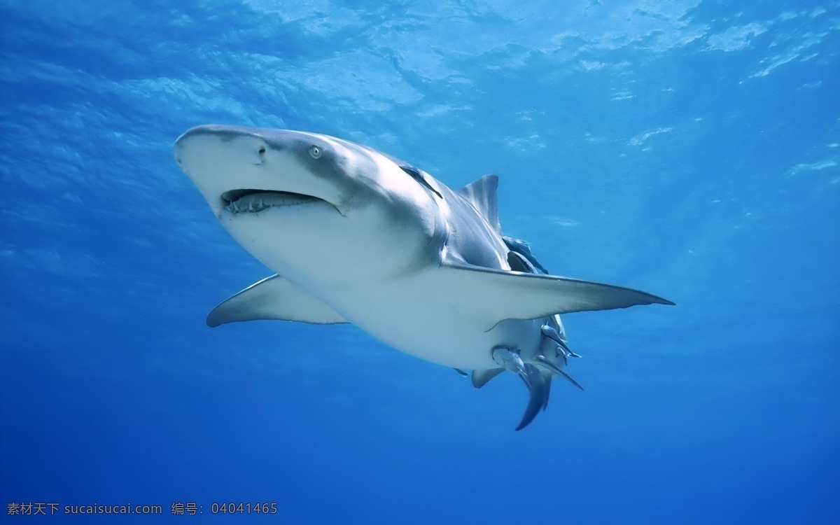 大 白鲨 海底动物 鲨鱼 生物世界 鱼翅 鱼类 大白鲨 杀手 海底杀手
