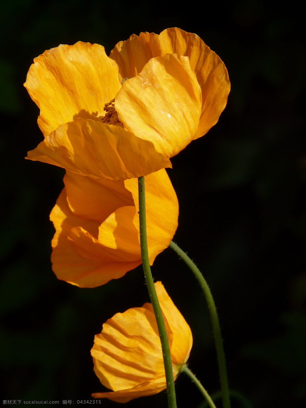 高清 观赏 罂粟 观赏罂粟 黄花 黄色花朵 花朵