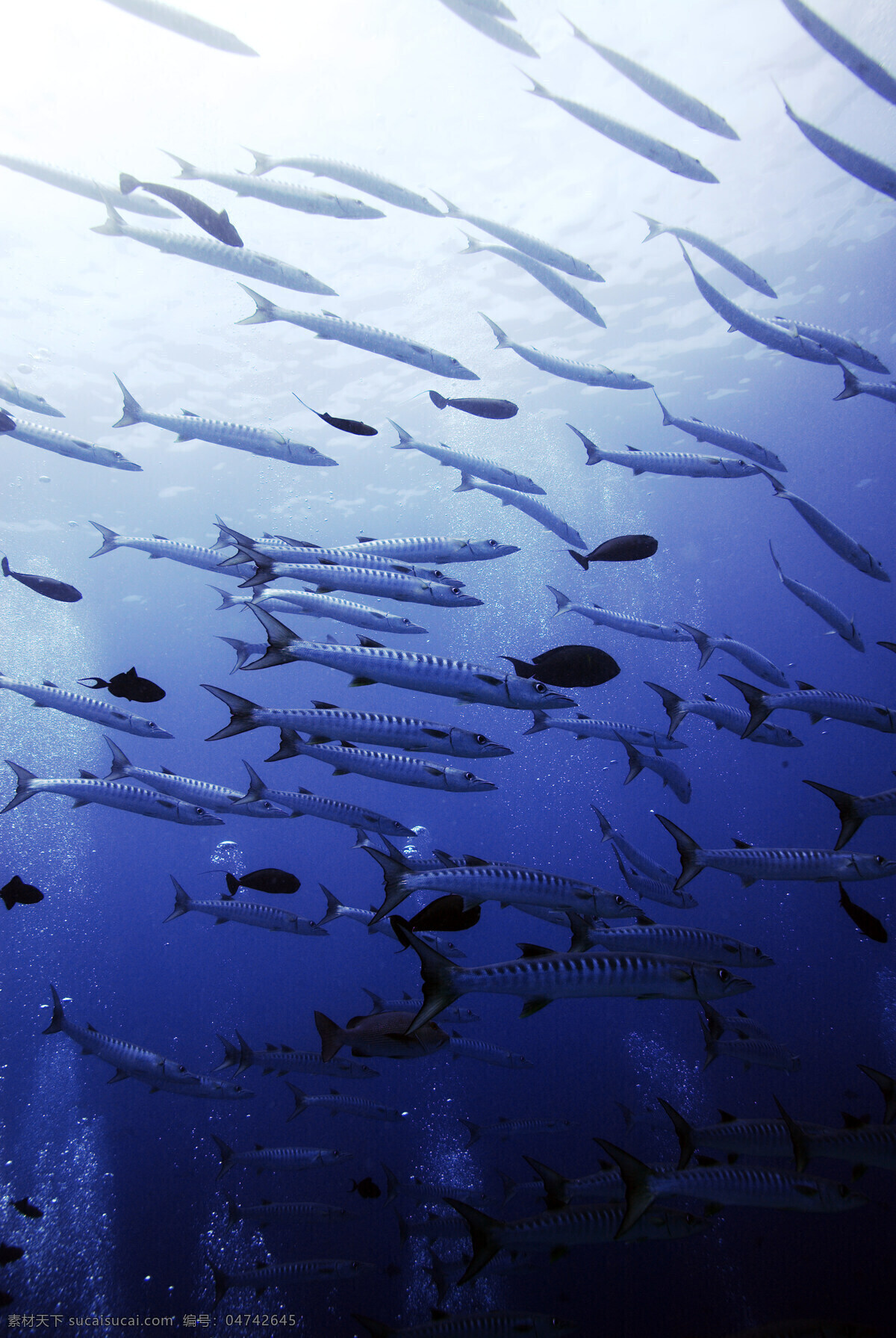 青角 梭 群 鱼 海水 气泡 生物世界 阳光 鱼类 青角梭群鱼 青角梭鱼 青角梭鱼群