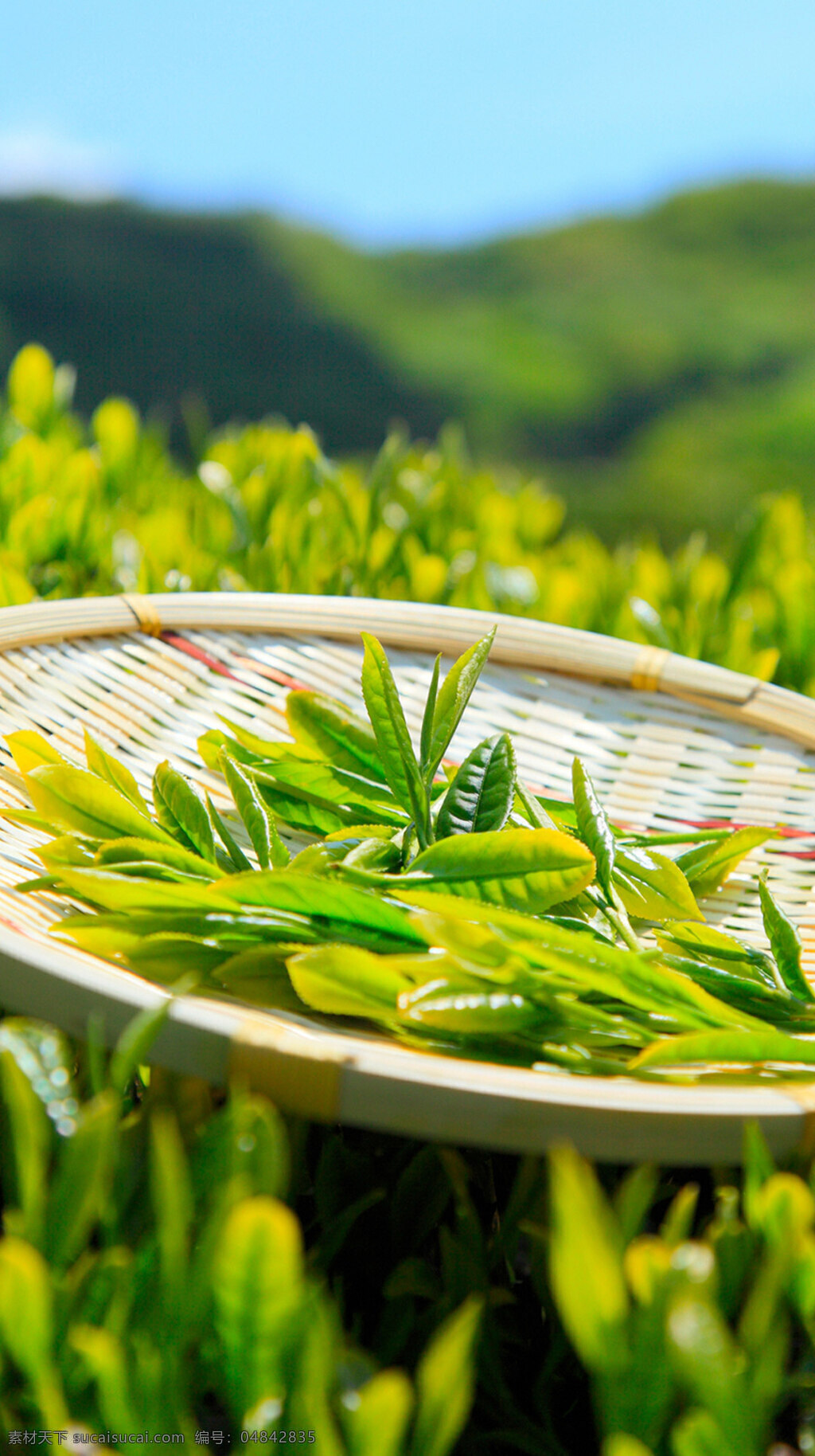 茶叶 采茶 绿色 簸箕 植被 户外 阳光 素材天下 生物世界 树木树叶