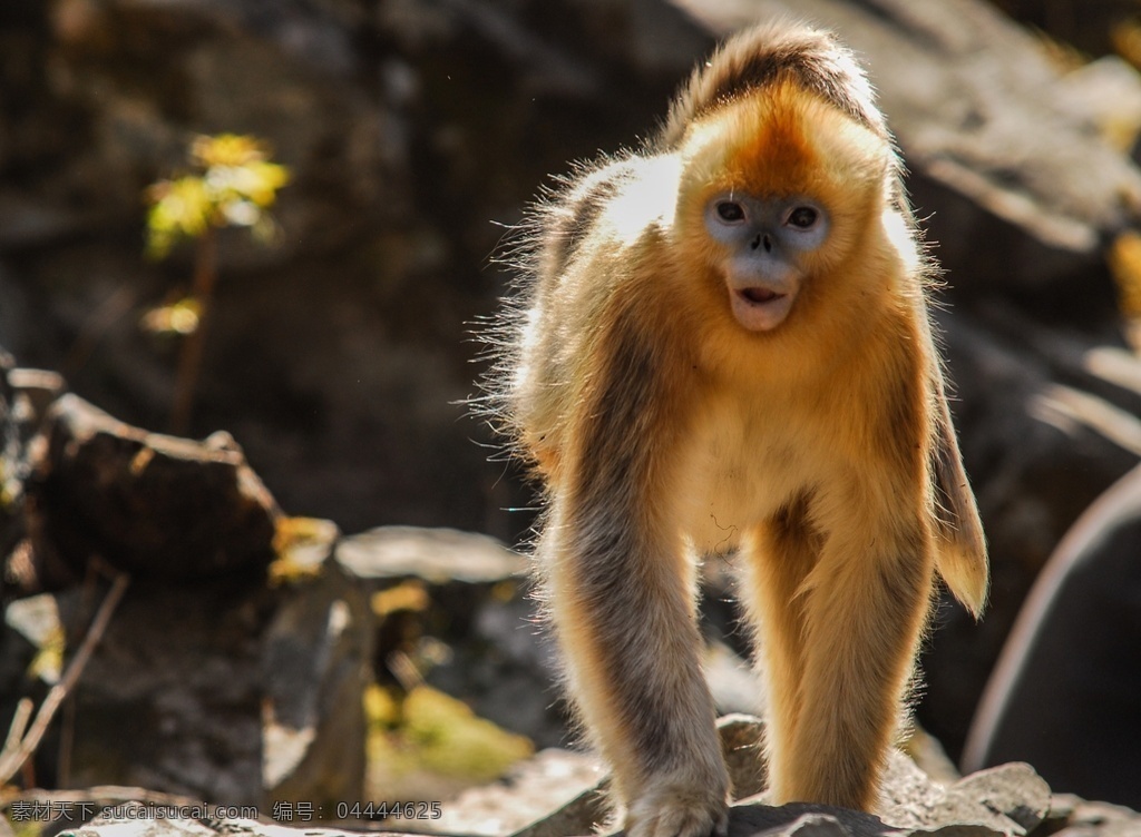 金丝猴图片 猴子素材 深林猴子图片 猴子图片 猴子摄影 猴子摄影图 猴子高清图 猴子照片 猴子特写 金丝猴 金丝猴摄影 大自然猴子 海报猴子元素 猴子清晰图片 元素海报 易拉宝猴子 景物图片 生物世界 野生动物