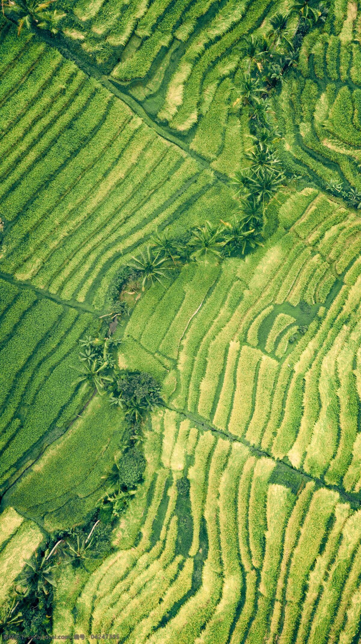 梯田 航拍 特写 绿色 农业 环保 自然 田园 风光 底纹肌理 自然景观 田园风光