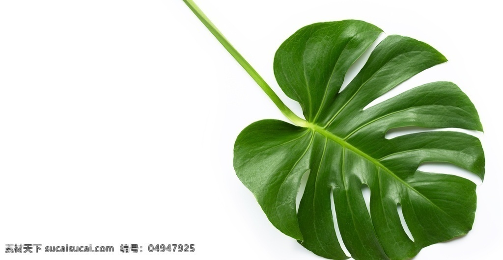 山藤植物叶子 植物 植物学 分支 特写镜头 创意 装饰 蕨类植物 绿色植物 夏威夷 丛林蓬莱蕉 棕榈 纹理 花卉背景