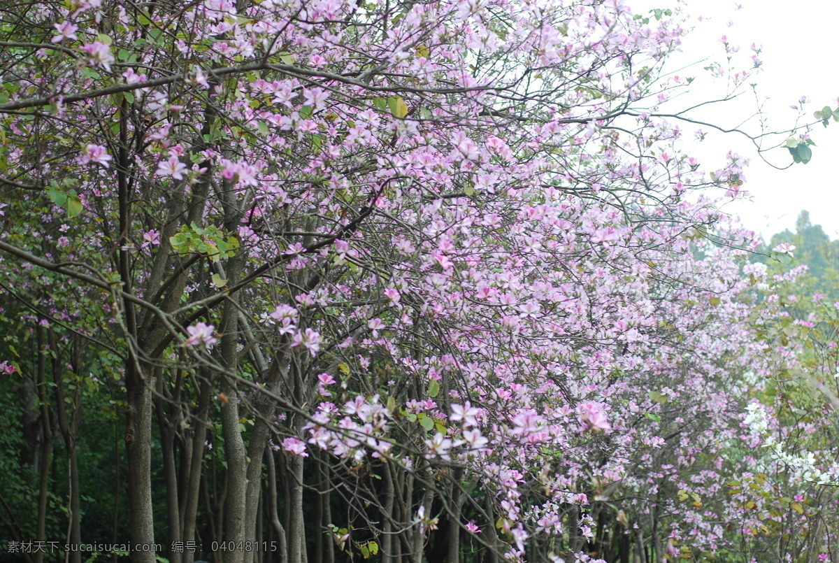 紫荆花 花 春天 花草 生物世界