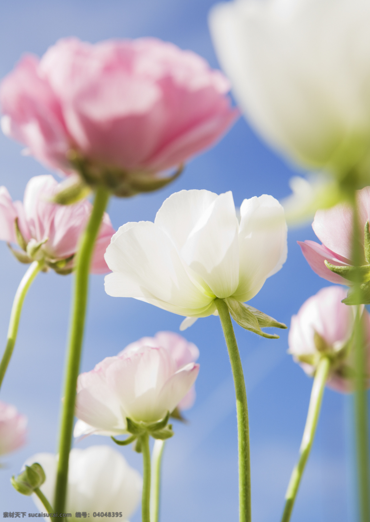 唯美 粉色 康乃馨 高清 鲜花 花卉 红色 花朵