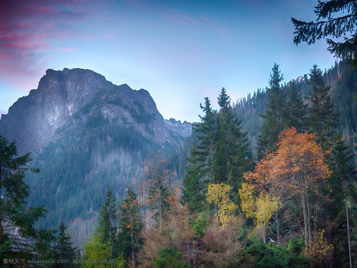 丛林图片 丛林 森林 树林 树木 树叶 树冠 树枝 绿色世界 风景 自然景观 自然风景