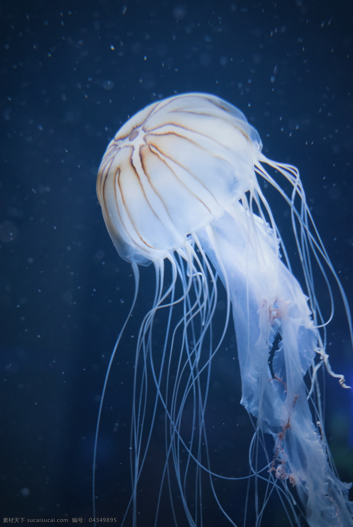 水母 海洋生物 水下 海洋 动物 软体动物 无脊椎动物 生物世界