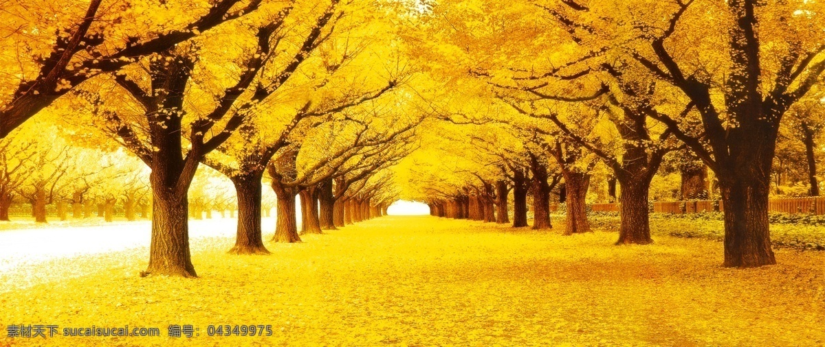 黄金满地 金秋 枫叶 十字绣 金碧辉煌 相框 金色 秋天 自然景观 自然风光