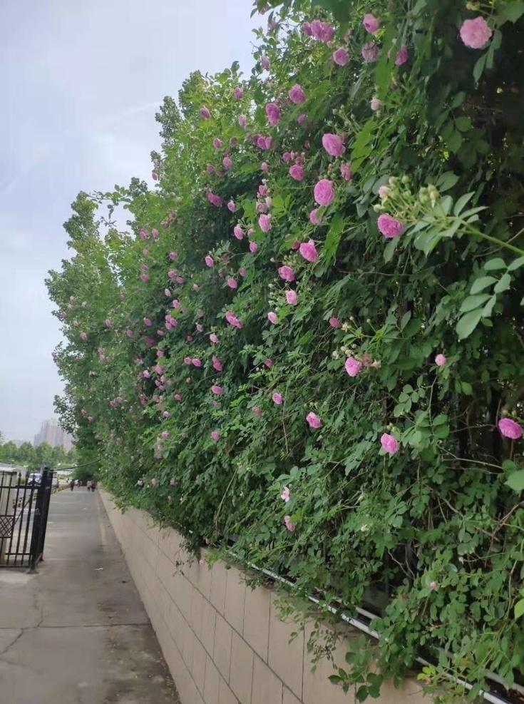 花 叶 自然 复古 装饰 蔷薇花 特写 美丽 照片 旅游摄影 国内旅游