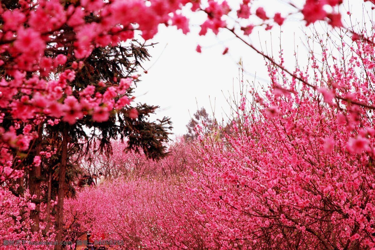 桃花 美景 花 花瓣 花草 花朵 花卉 桃花的图片 桃花林 桃花盛开 桃花图片 田园 田园风景 田园摄影 田园图片 风景 生活 旅游餐饮