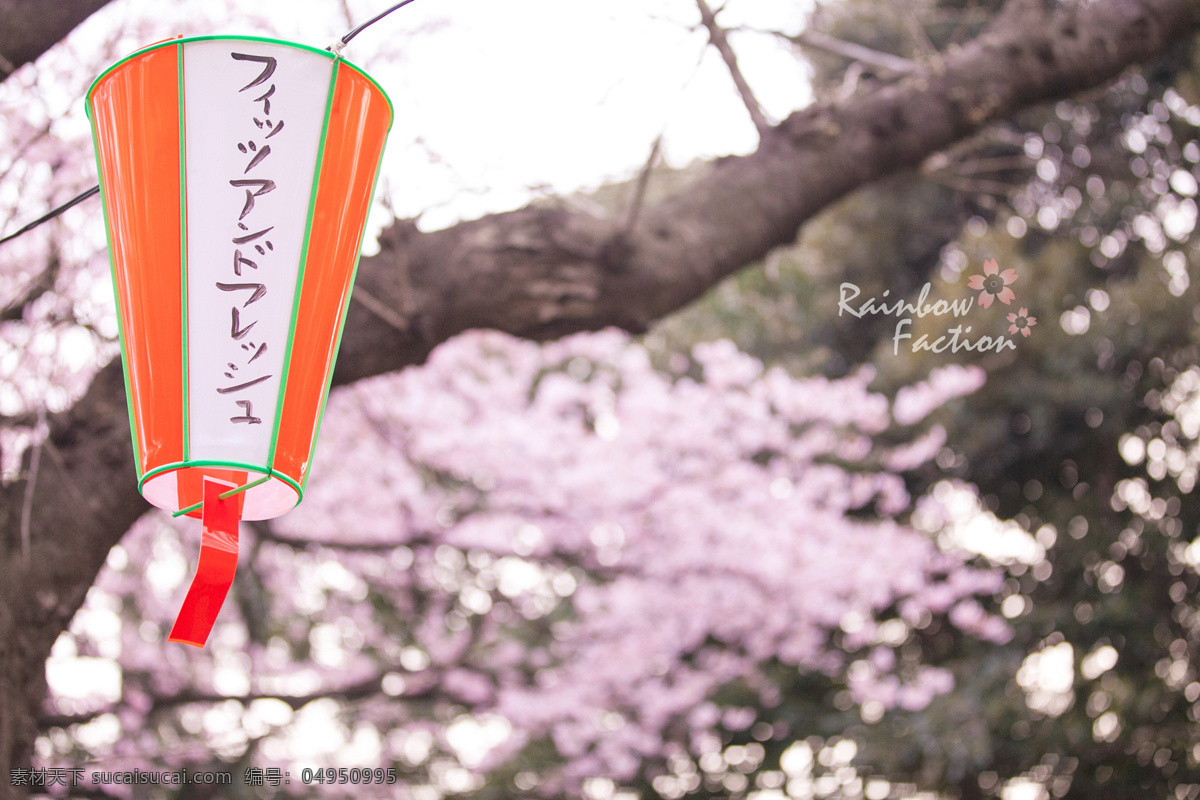 单瓣樱花 樱花大道 樱花树 樱花节 日本樱花 山樱花 多瓣樱花 樱花 生物世界 花草