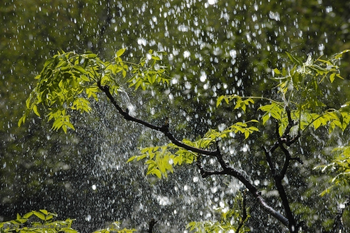 雨水 景色 绿叶 沐浴 树叶 夏日 夏天 夏雨 自然风景 自然景观 海报 促销海报