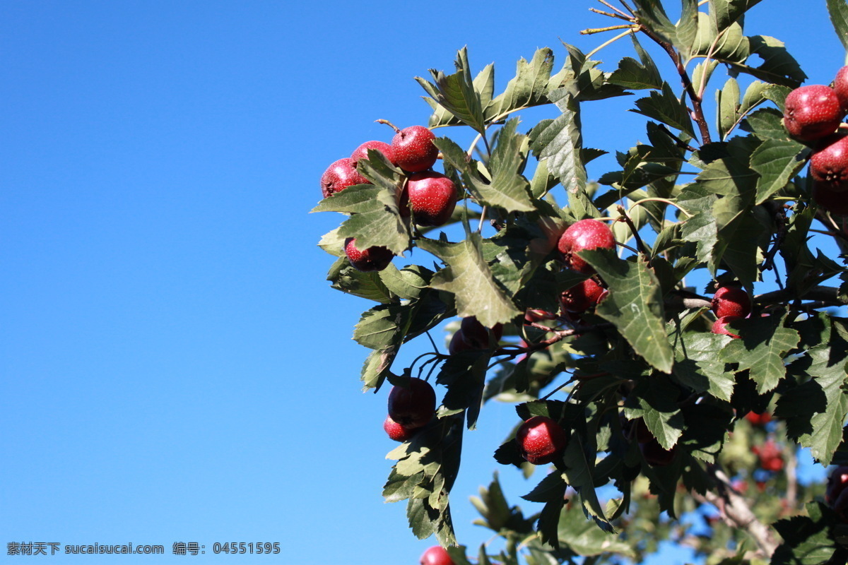 蓝天 下 山楂 树 红果 山楂树 成熟的果实 风景 生活 旅游餐饮
