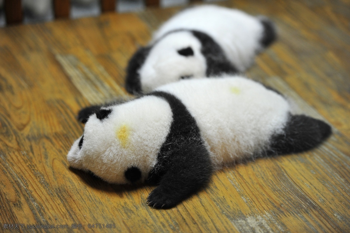 唯美 可爱 动物 野生 国宝 大熊猫 熊猫 生物世界 野生动物