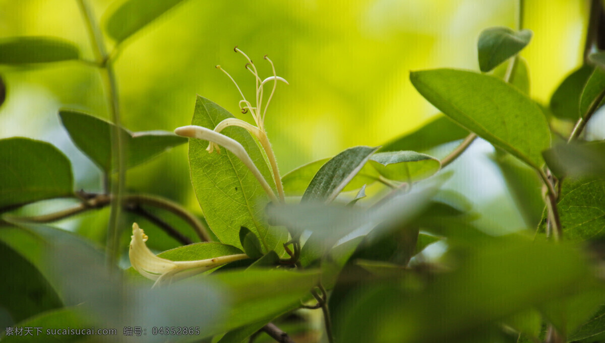金银花 花草 绿色 小清新 植物 生物世界