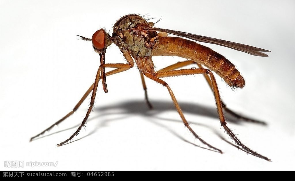 蚊子特写 蚊子 特写 写真 恐怖 复眼 昆虫 细长 恶心 生物世界 摄影图库