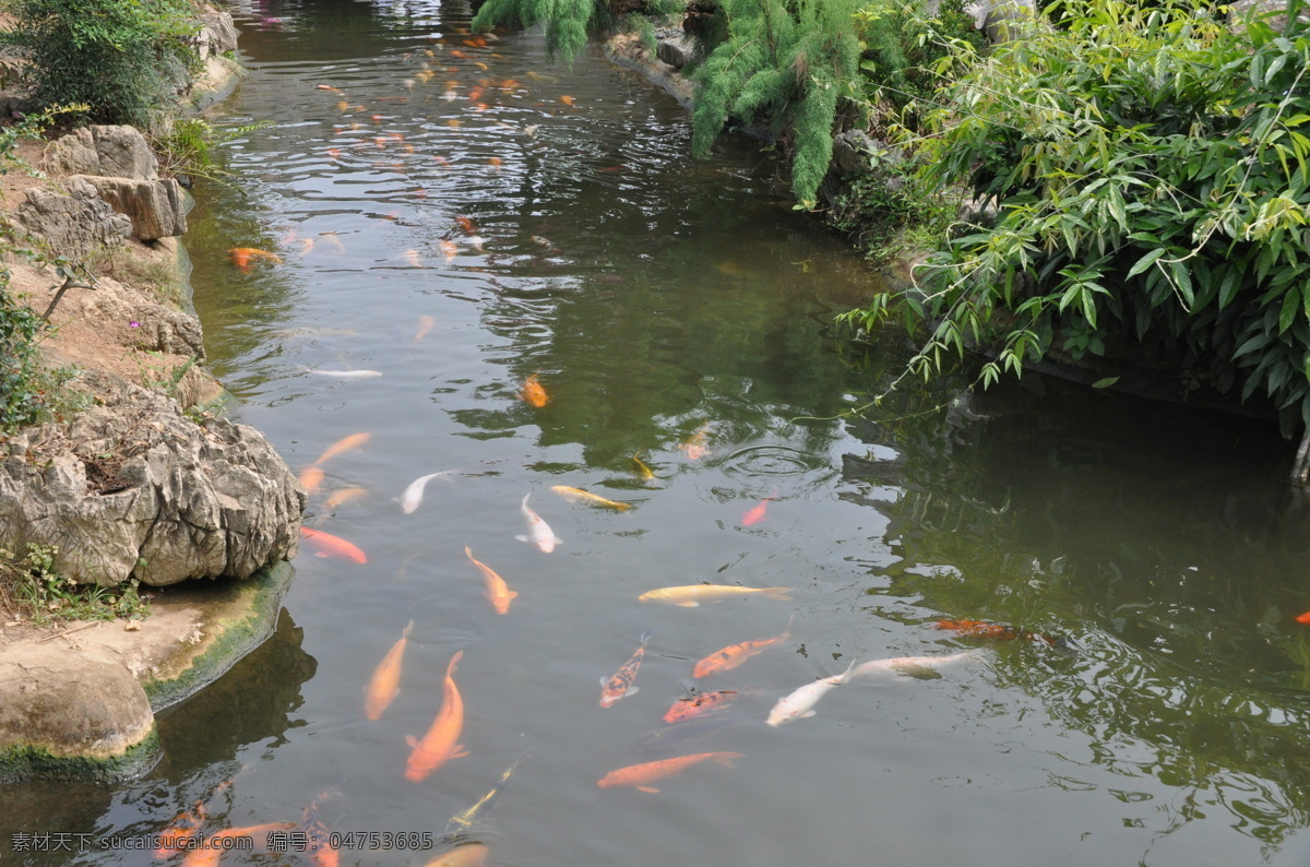 金鱼 观赏鱼 自然风景 锦鲤 水流 溪流 生物世界 鱼类 灰色