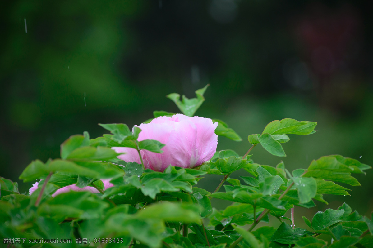 雨中牡丹花 牡丹 牡丹花 花卉 花儿 花草 雨中 园林绿化 绿化景观 花朵 水珠 牡丹园 园艺 富贵牡丹 芍药牡丹 花草摄影 生物世界